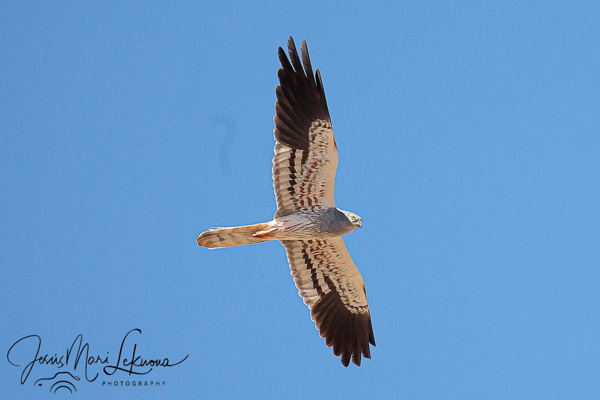 Montagu's Harrier - ML638985658
