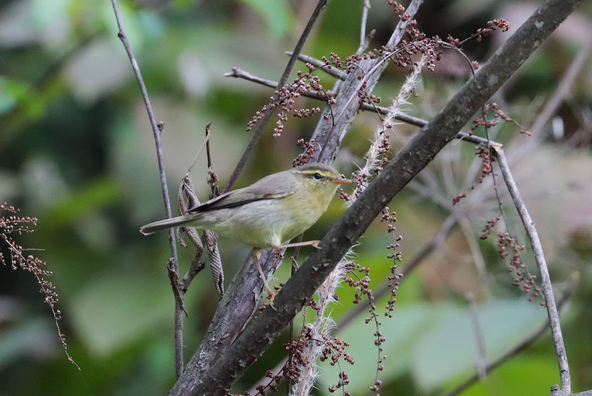 Tickell's Leaf Warbler - ML638985665