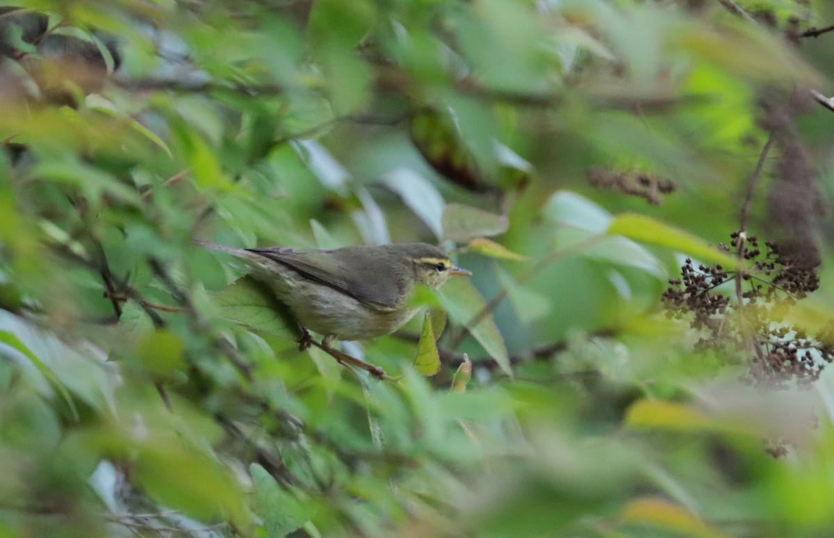 Tickell's Leaf Warbler - ML638985666