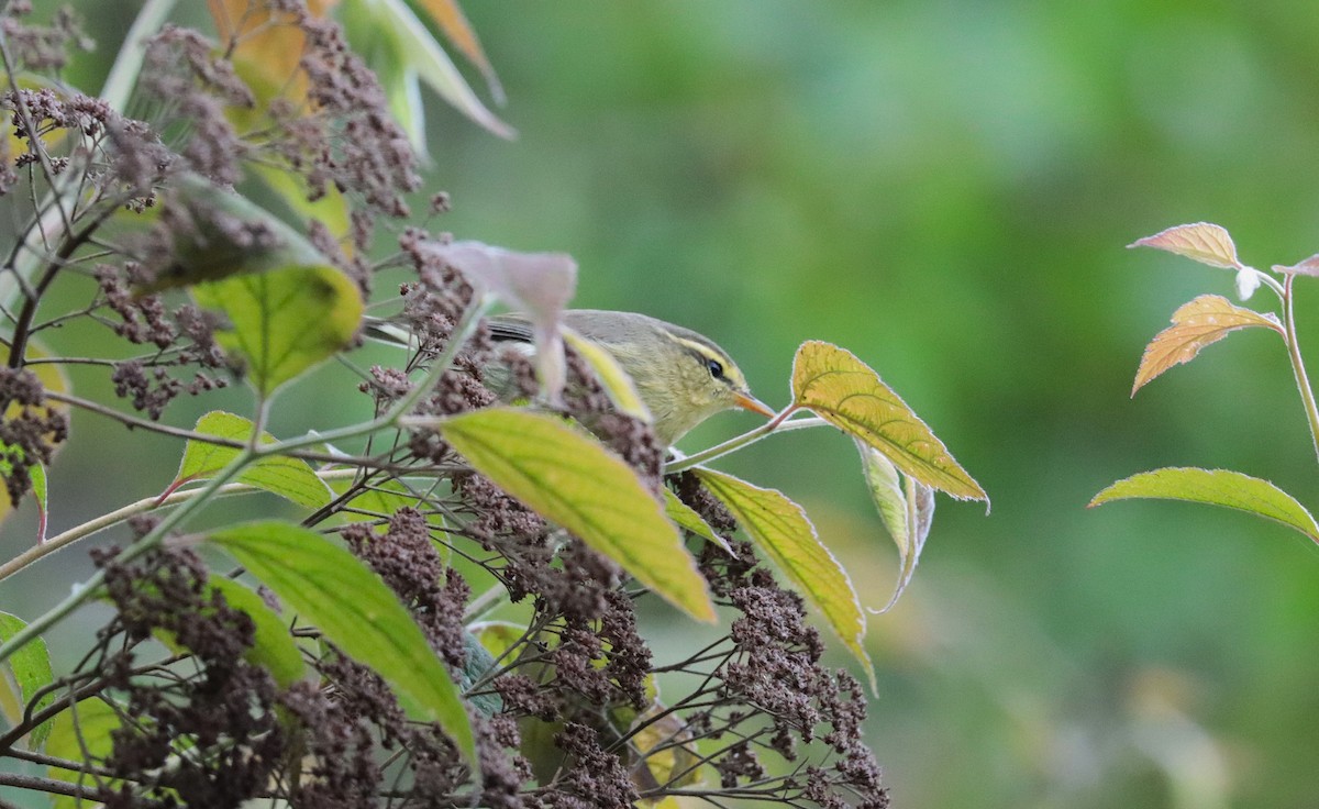 Tickell's Leaf Warbler - ML638985667