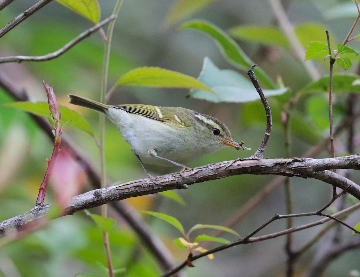 Blyth's Leaf Warbler - ML638985690
