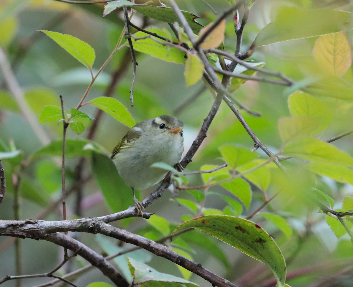 Blyth's Leaf Warbler - ML638985691