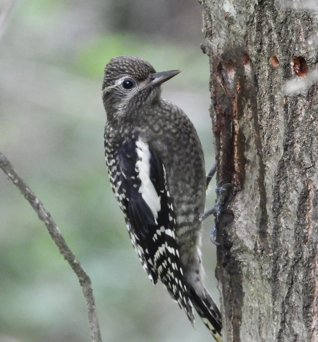 Yellow-bellied Sapsucker - ML638985694