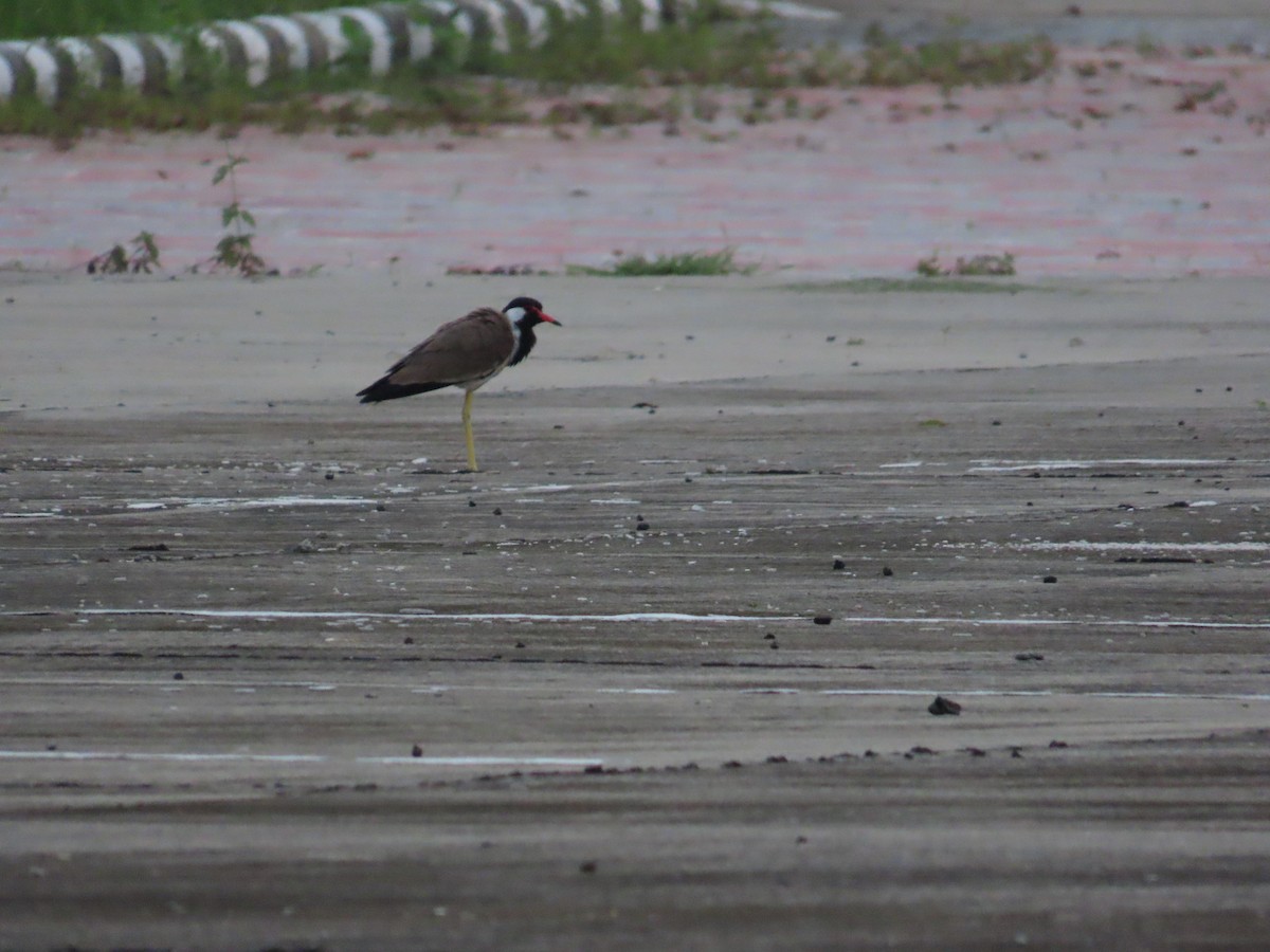 Red-wattled Lapwing - ML638985704