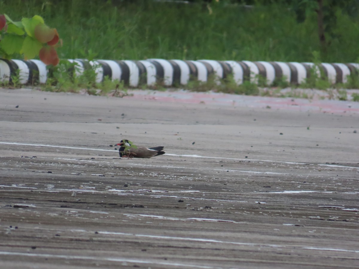 Red-wattled Lapwing - ML638985705