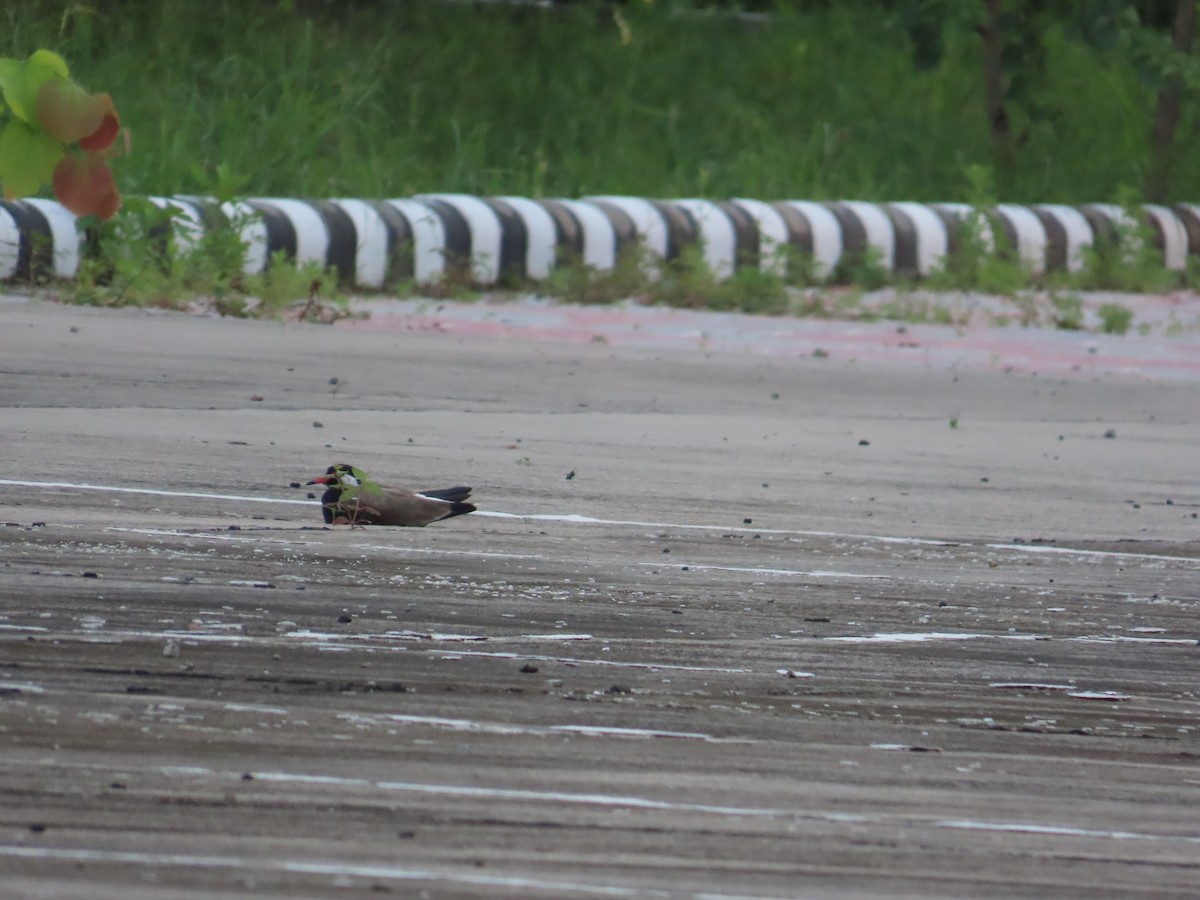 Red-wattled Lapwing - ML638985706