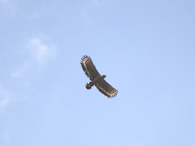 Crested Serpent-Eagle - ML63898571