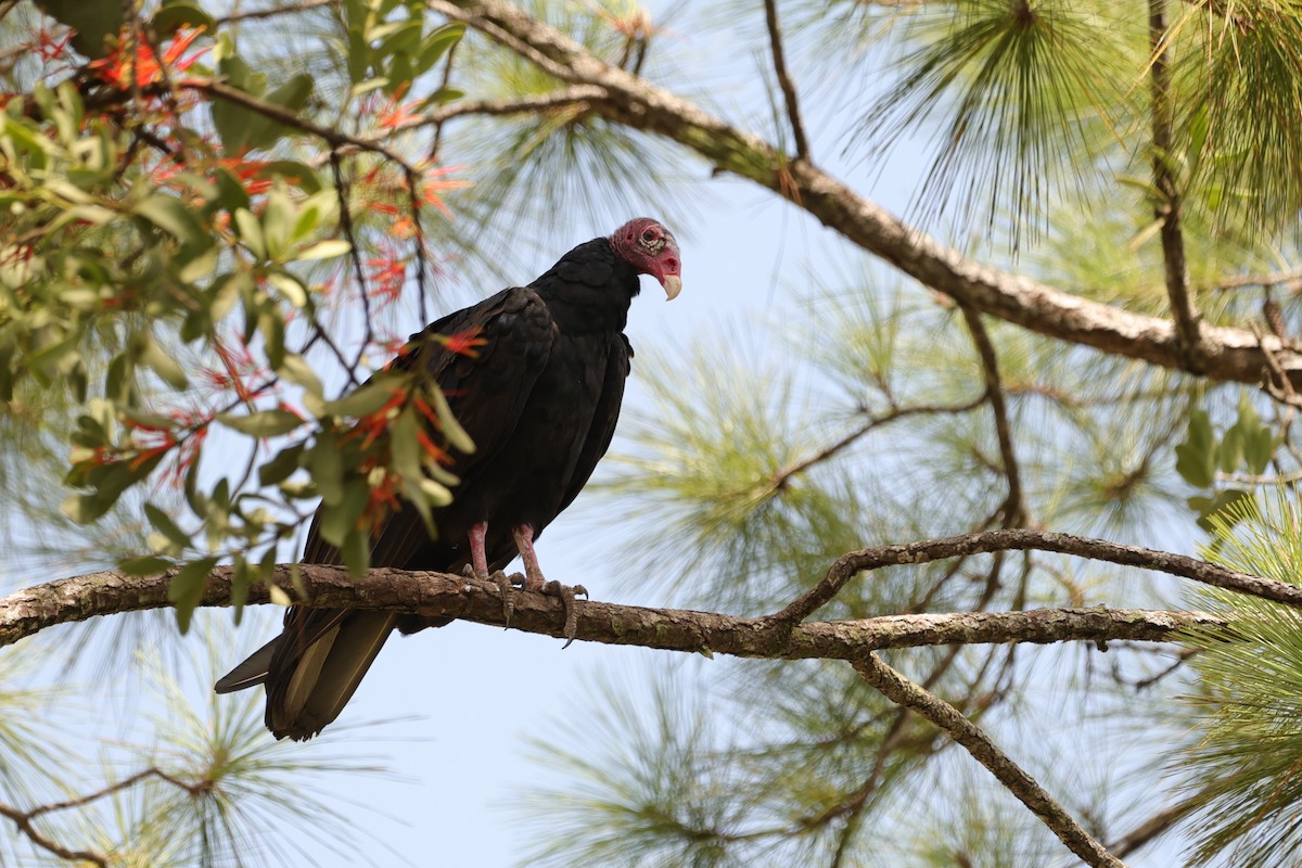 Turkey Vulture - ML638985710