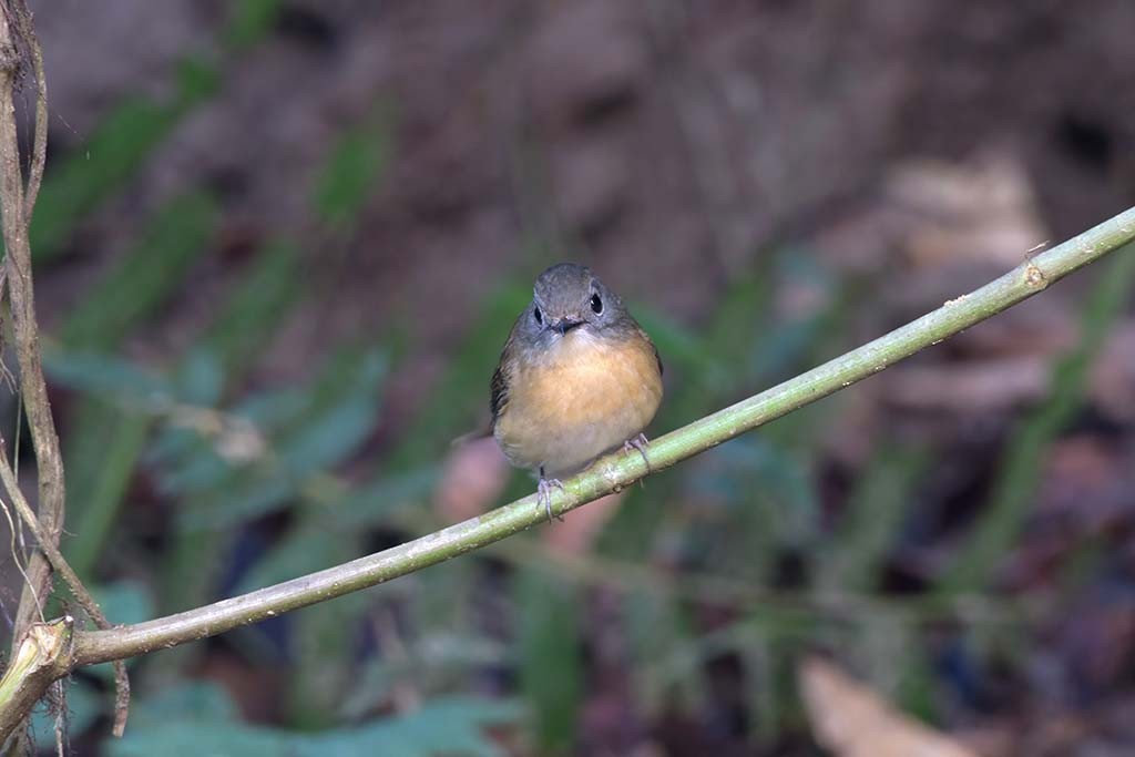 Pale-chinned Flycatcher - ML638985739