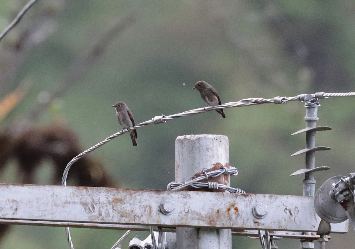Dark-sided Flycatcher - ML638985745