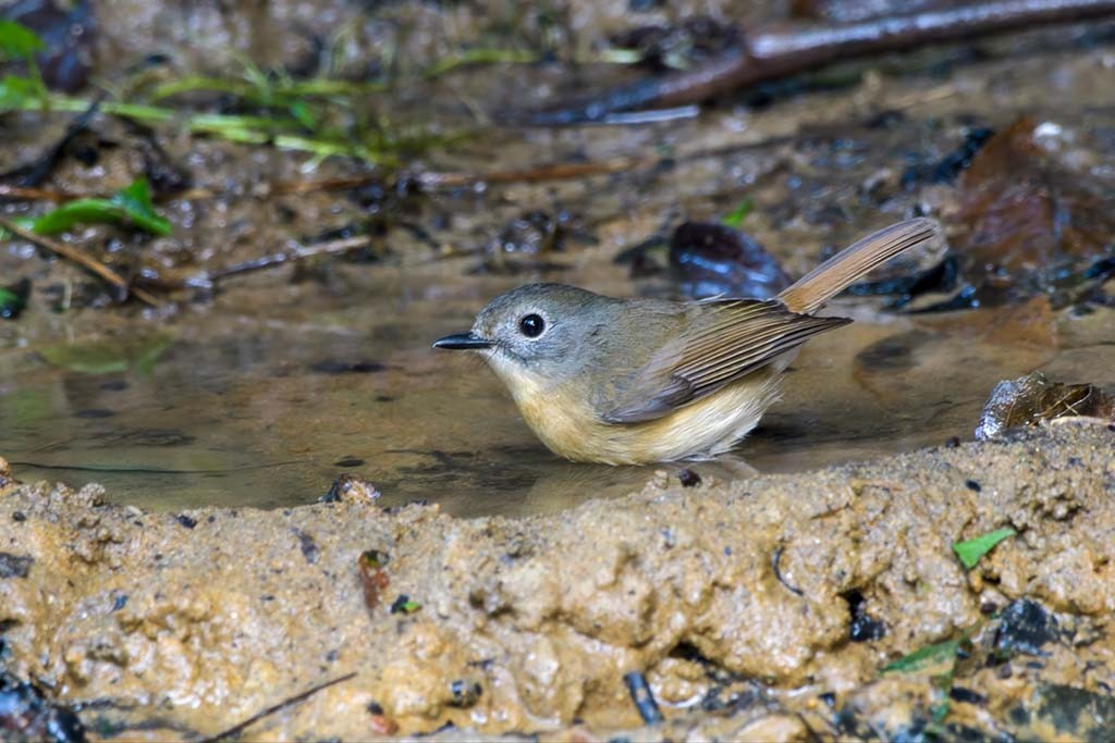 Pale-chinned Flycatcher - ML638985770
