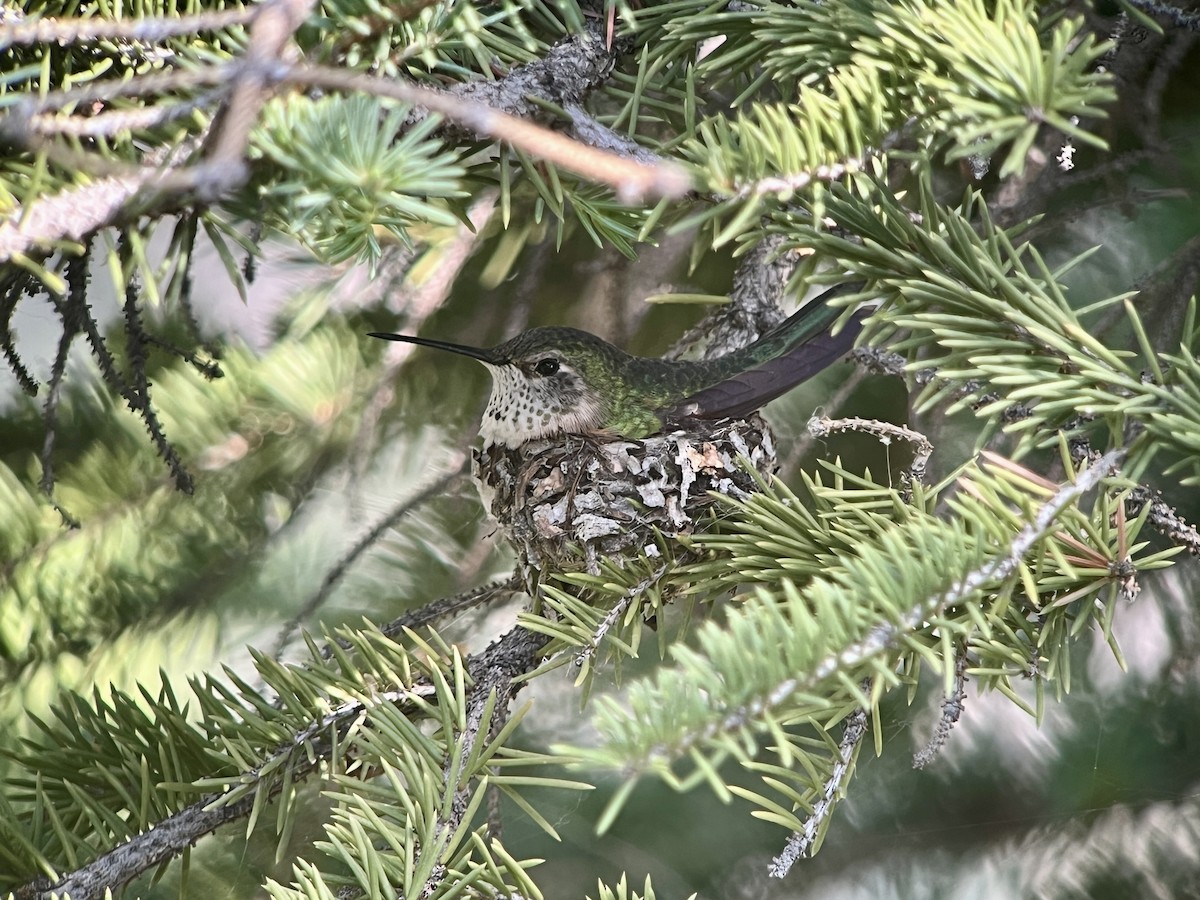 Broad-tailed Hummingbird - ML638985828