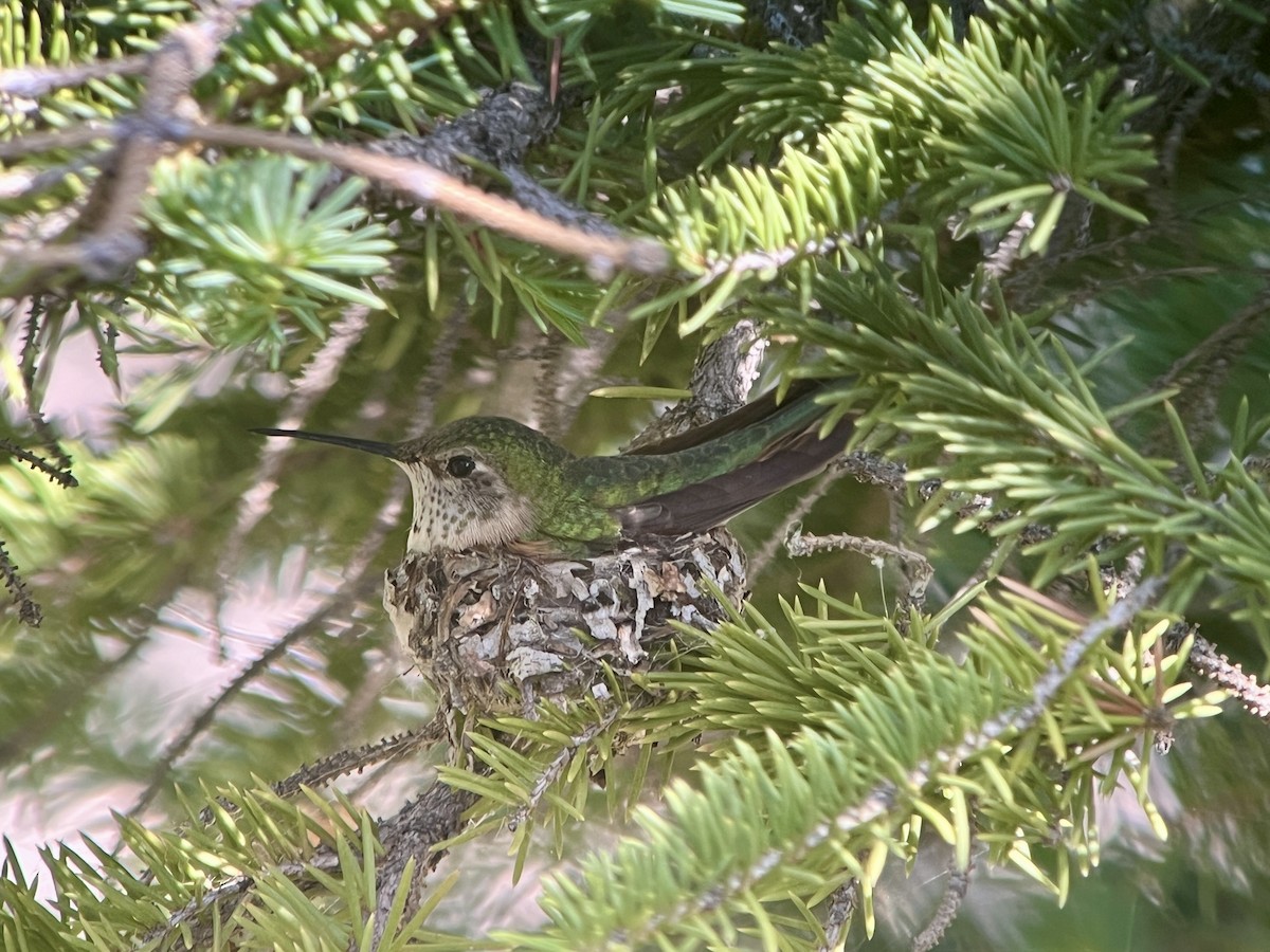 Broad-tailed Hummingbird - ML638985829