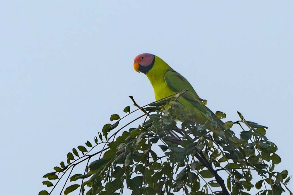 alexandr švestkový - ML638985831