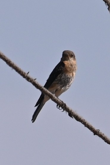 Western Bluebird - ML638985833