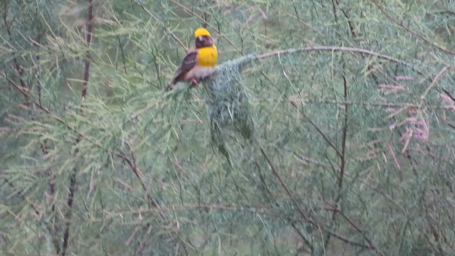 Baya Weaver - ML638985841