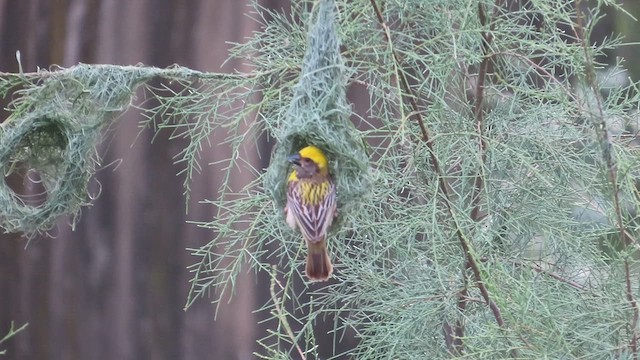 Baya Weaver - ML638985842