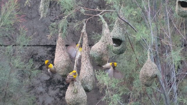 Baya Weaver - ML638985843