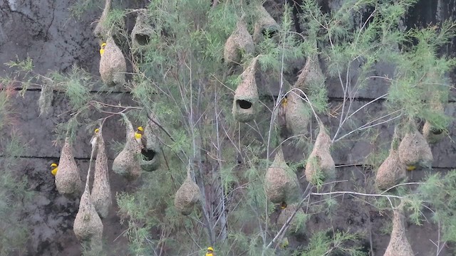 Baya Weaver - ML638985844