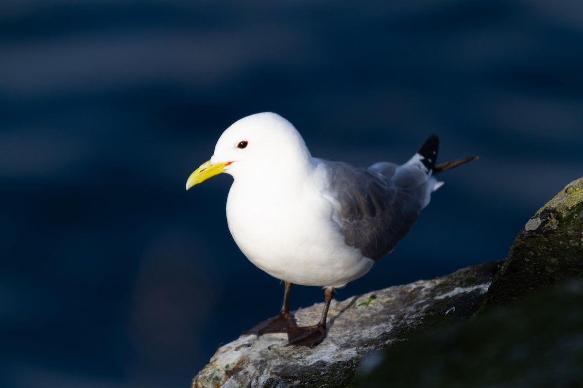 Gaviota Tridáctila - ML638985895