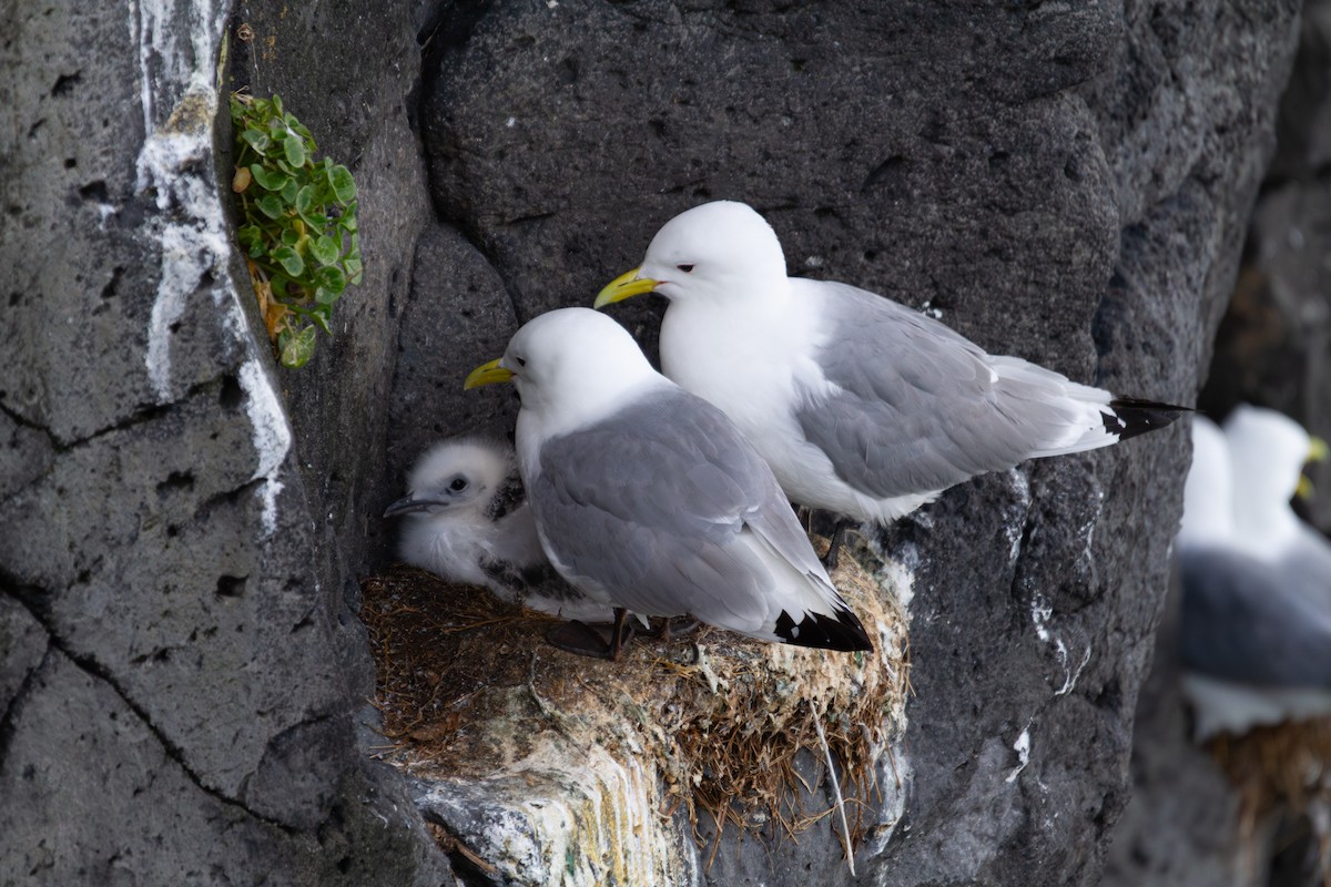 Gaviota Tridáctila - ML638985897