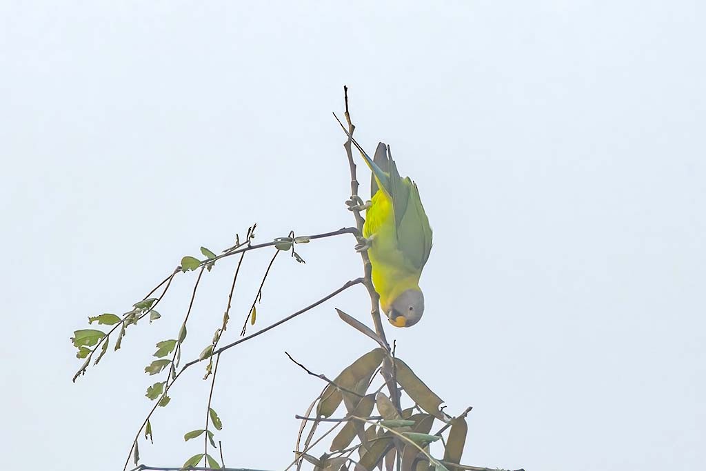 alexandr švestkový - ML638985914