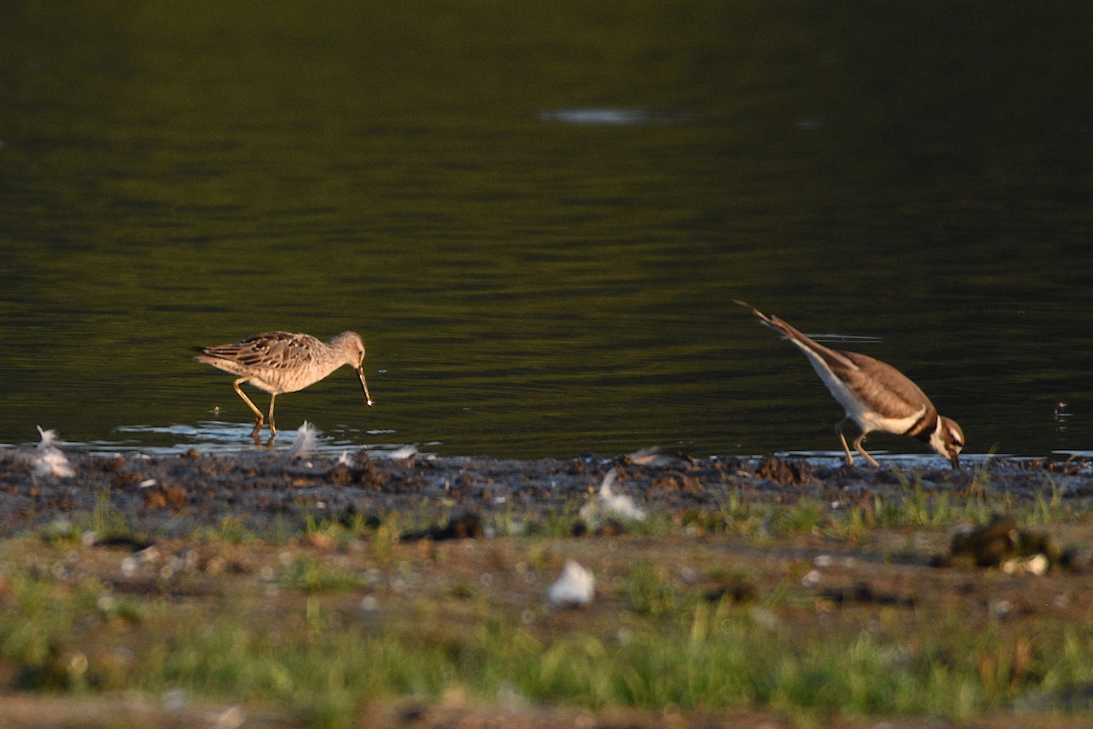 Stilt Sandpiper - ML638985932