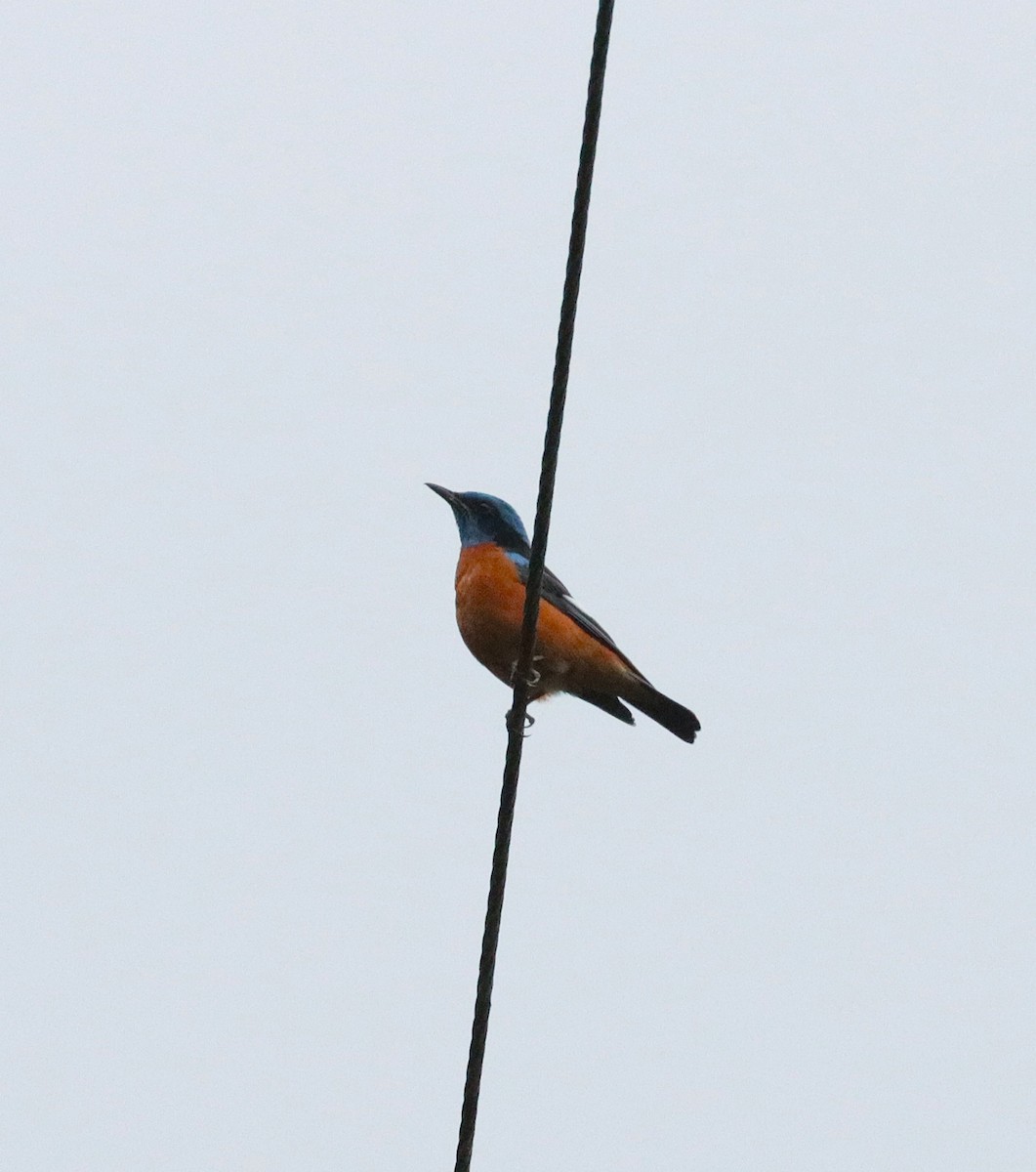 Blue-capped Rock-Thrush - ML638985956