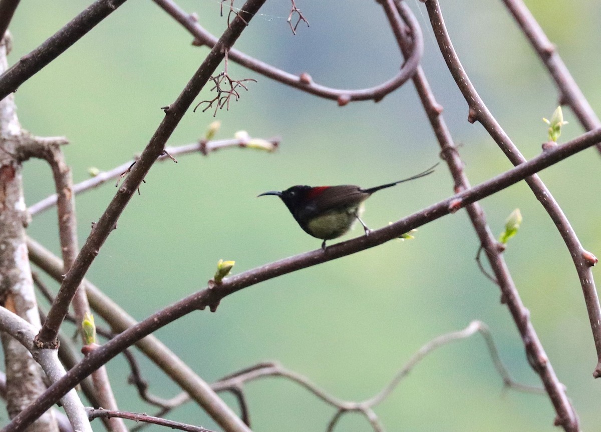 Black-throated Sunbird - ML638985961
