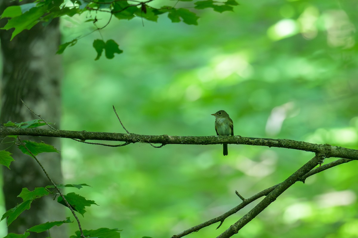 Acadian Flycatcher - ML638985974
