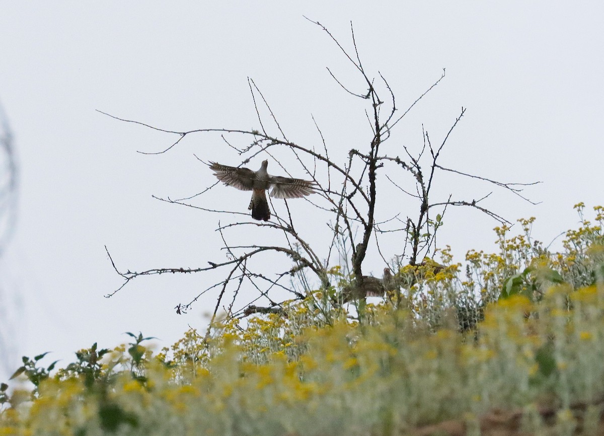 Common Cuckoo - ML638986002