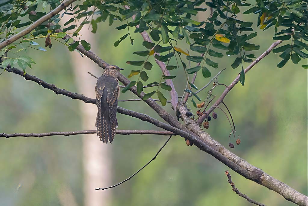 kukačka naříkavá - ML638986003