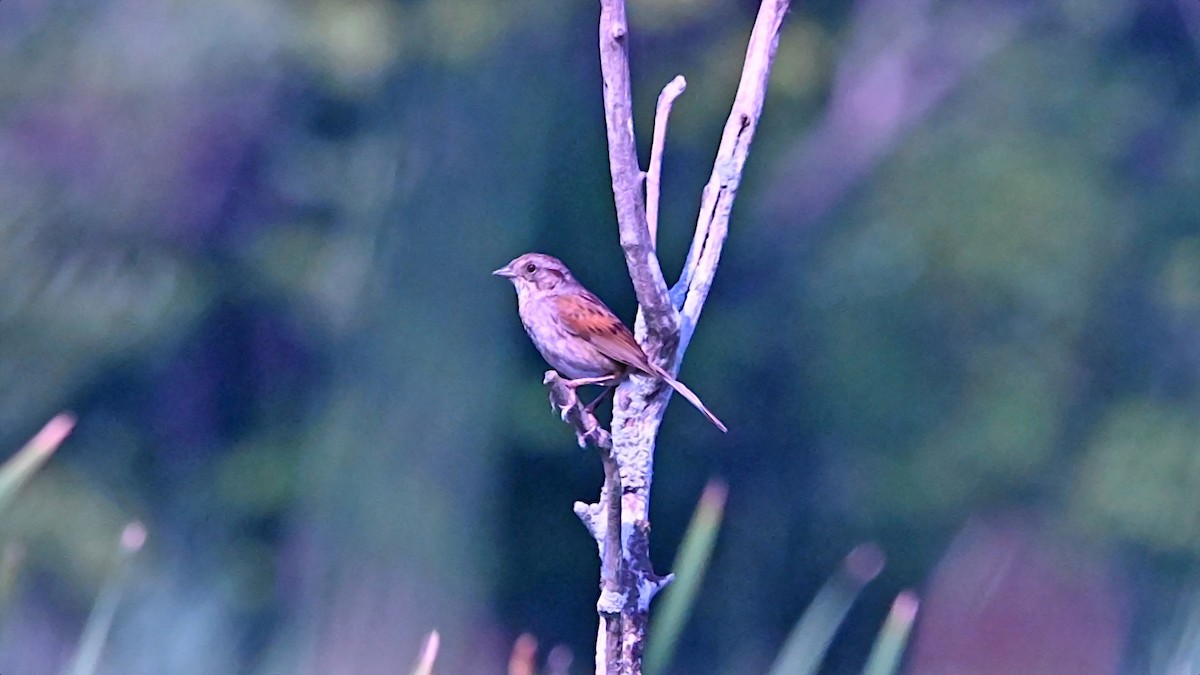 Swamp Sparrow - ML638986023