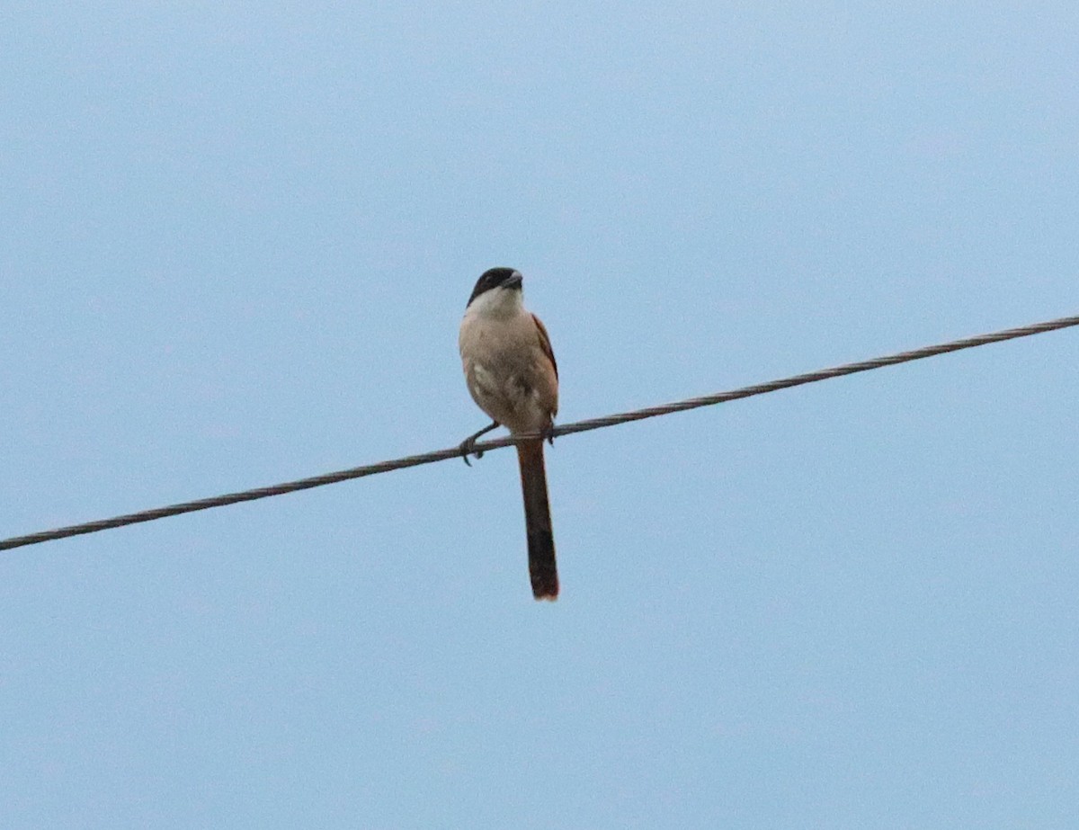 Long-tailed Shrike - ML638986032