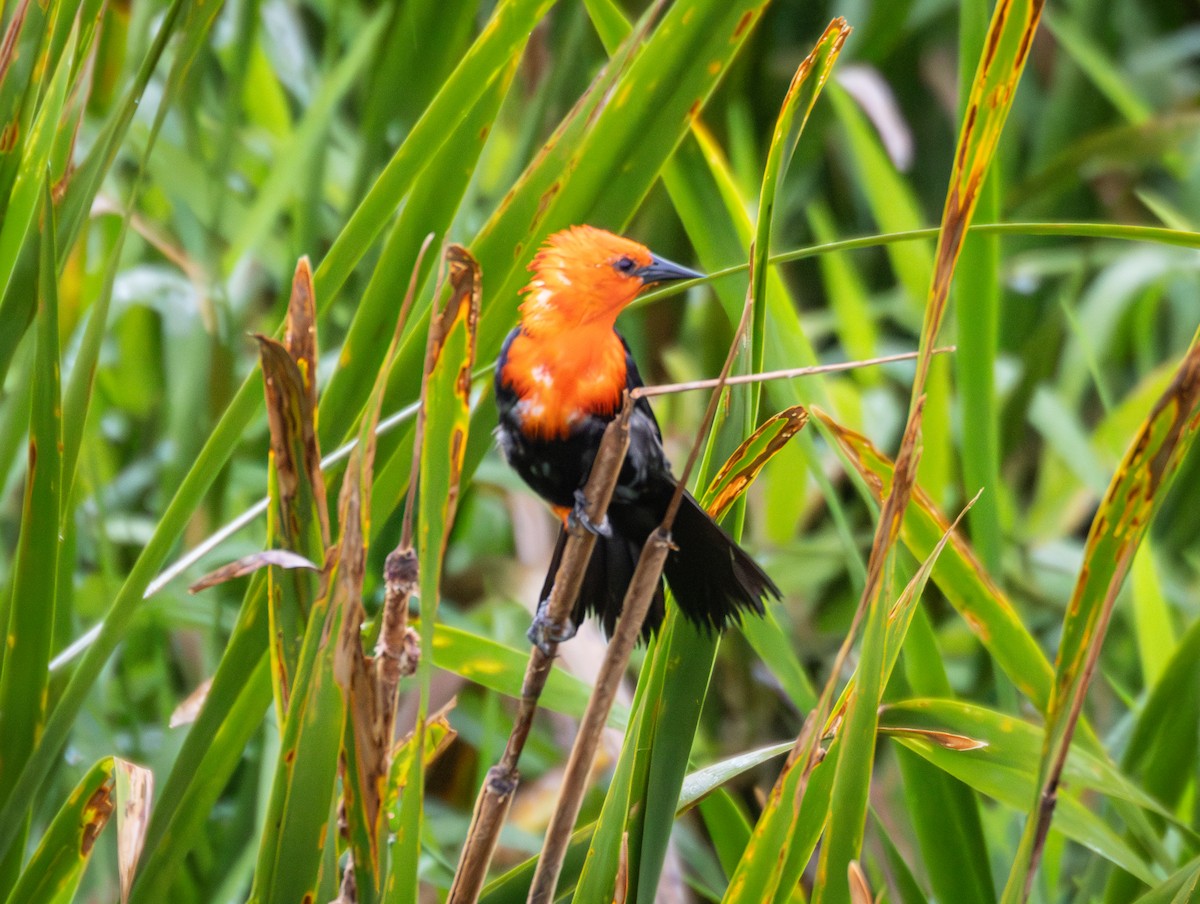 Scarlet-headed Blackbird - ML638986038