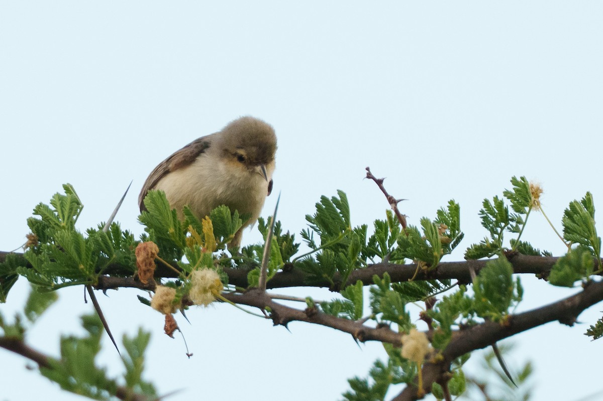 Mouse-colored Penduline-Tit - ML638986078