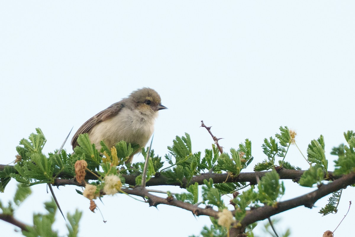 Mouse-colored Penduline-Tit - ML638986080