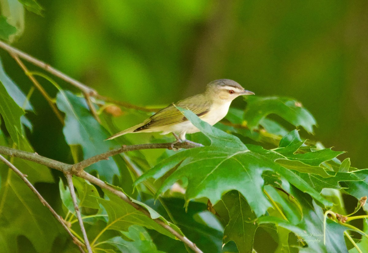 Red-eyed Vireo - ML638986107