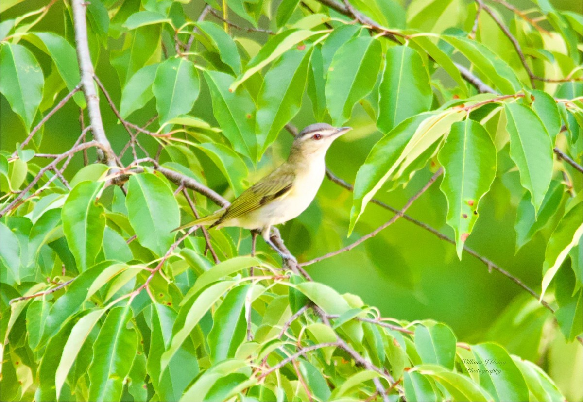 Red-eyed Vireo - ML638986108