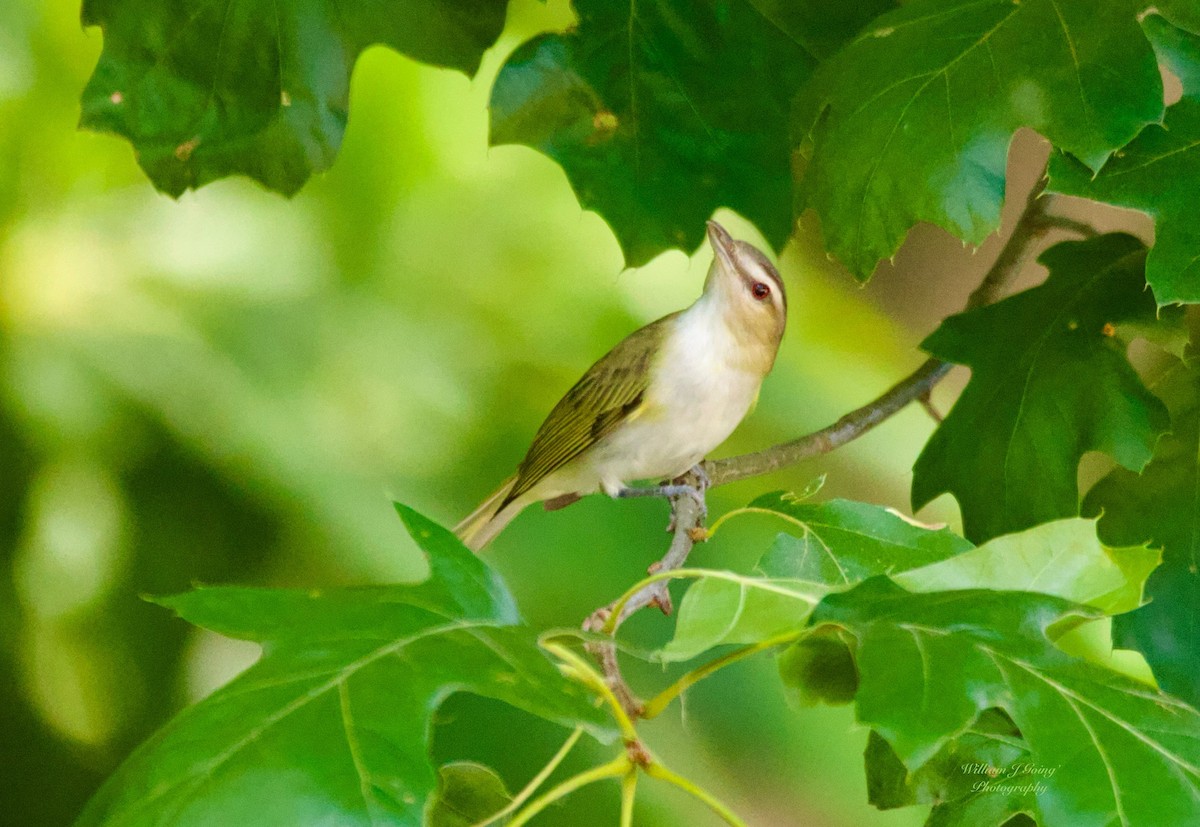 Red-eyed Vireo - ML638986109