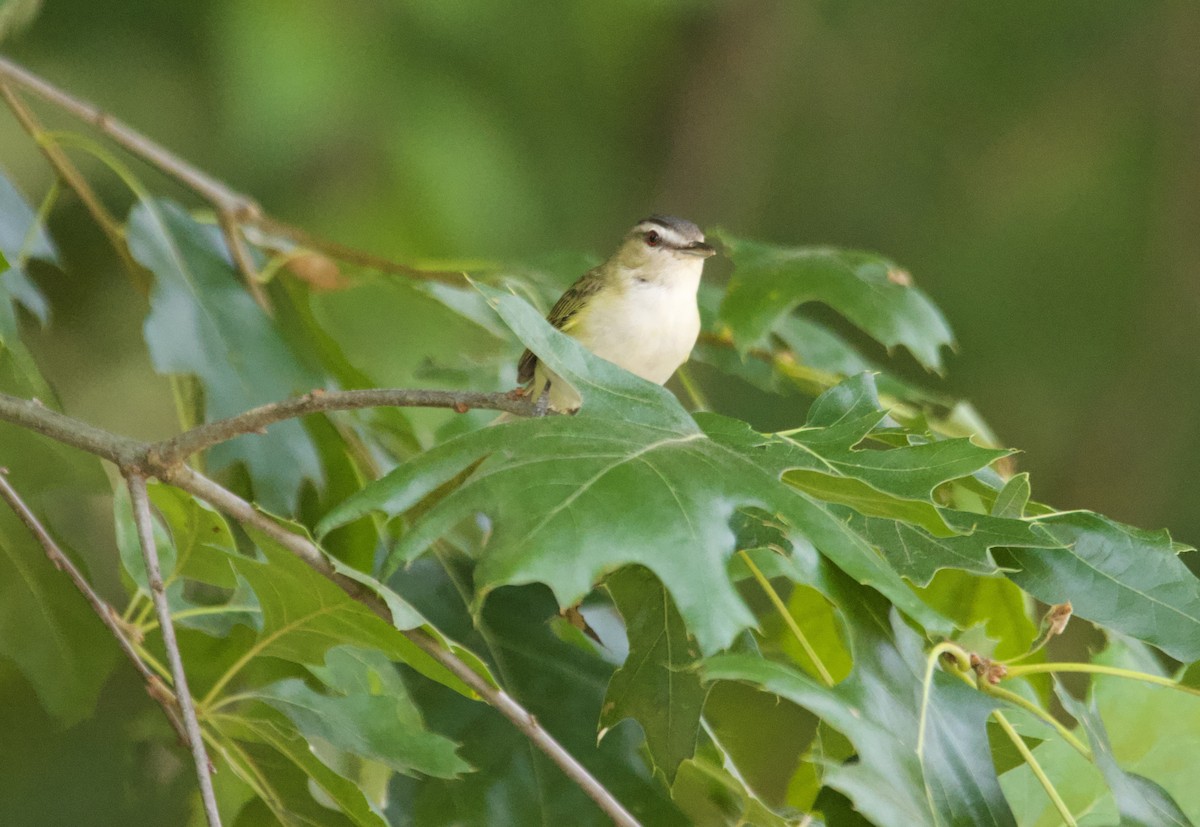 Red-eyed Vireo - ML638986112