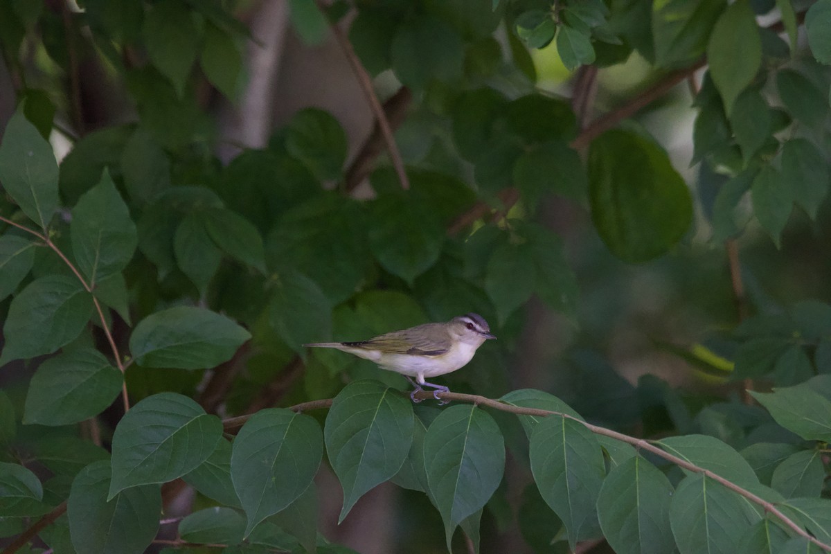 Red-eyed Vireo - ML638986113