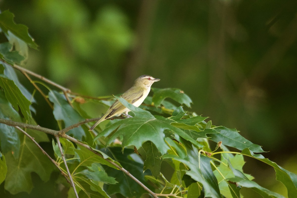 Red-eyed Vireo - ML638986115