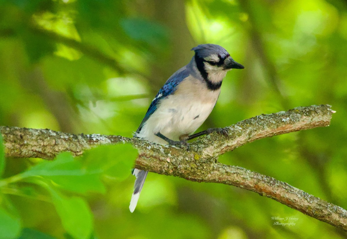 Blue Jay - ML638986128