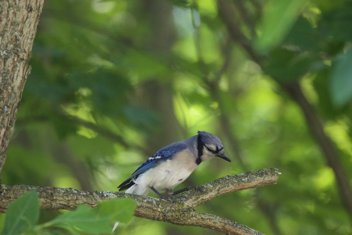Blue Jay - ML638986129