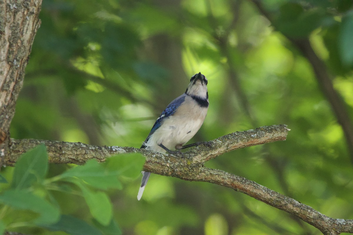 Blue Jay - ML638986130