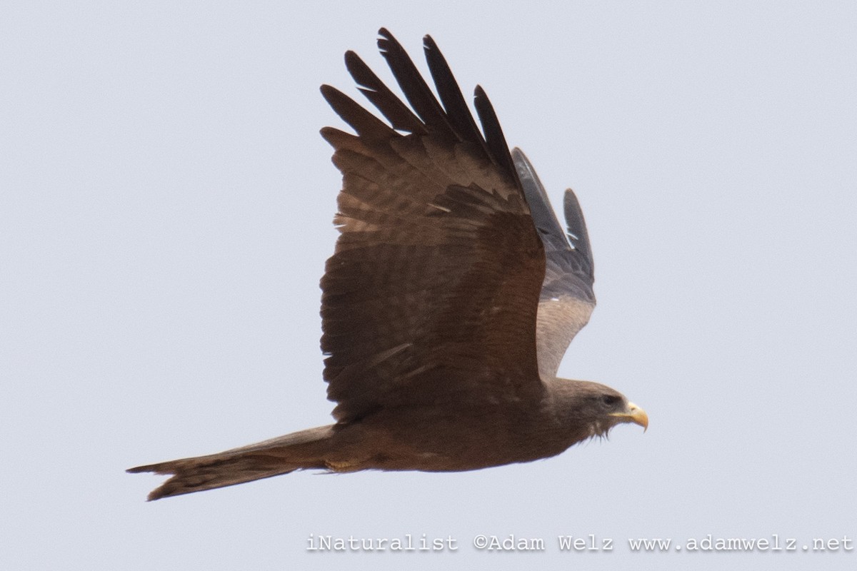 Black Kite (Yellow-billed) - ML638986138