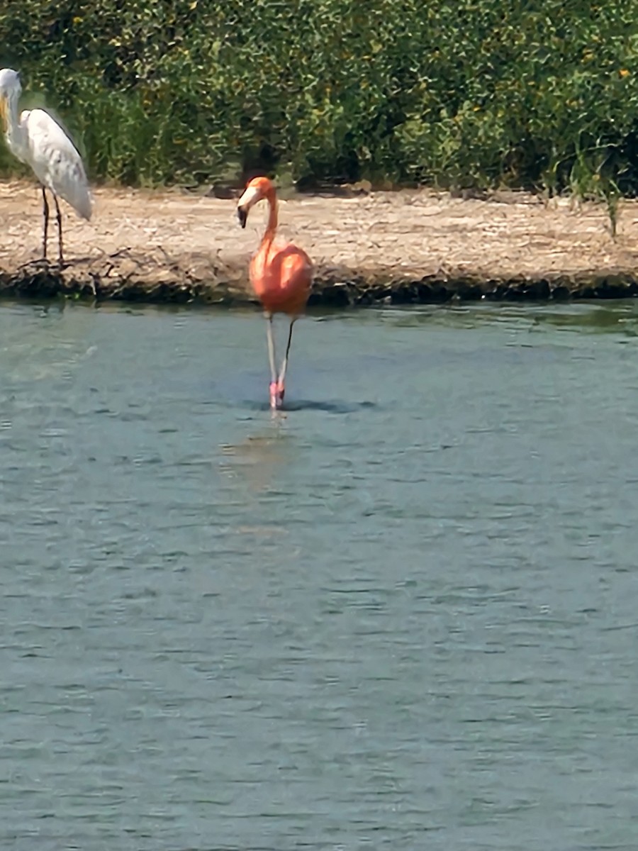 Amerika Flamingosu - ML638986147
