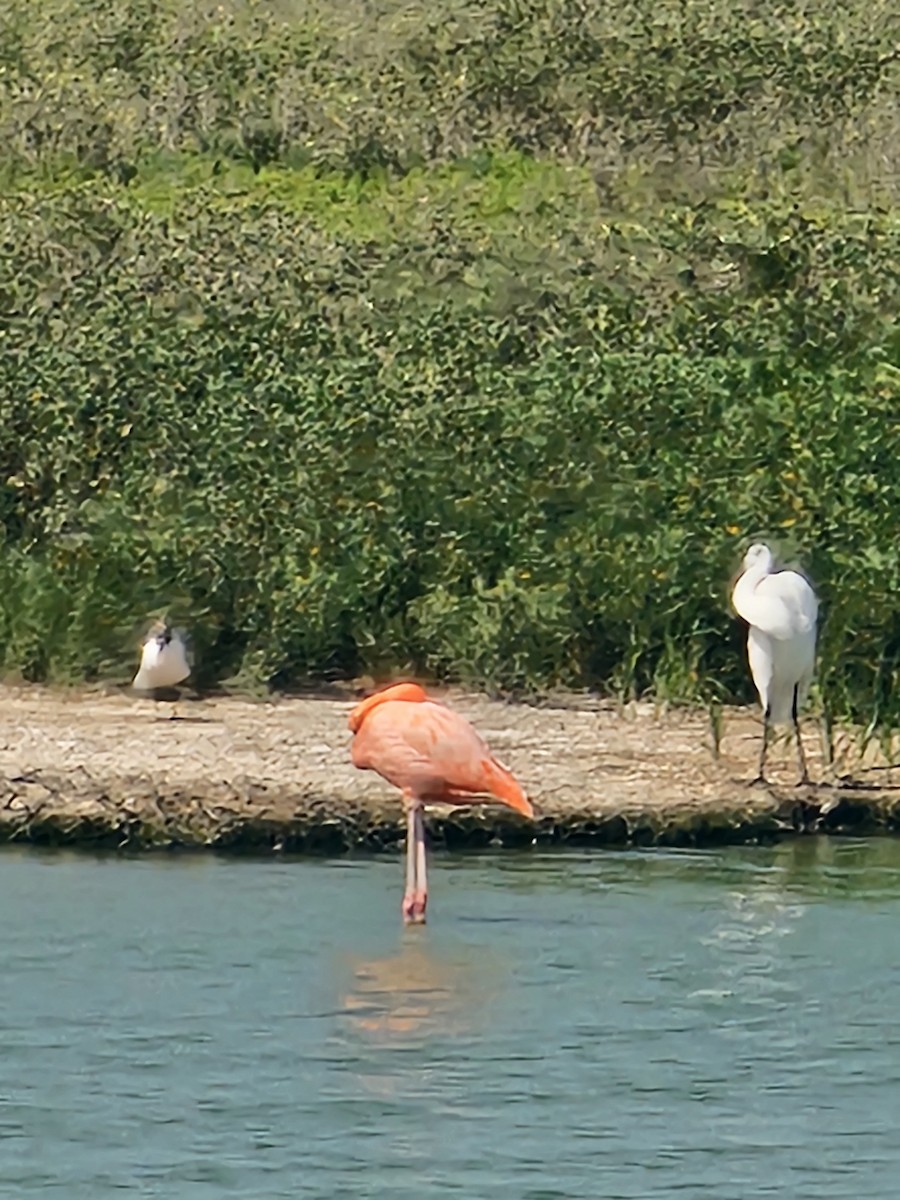 Amerika Flamingosu - ML638986154