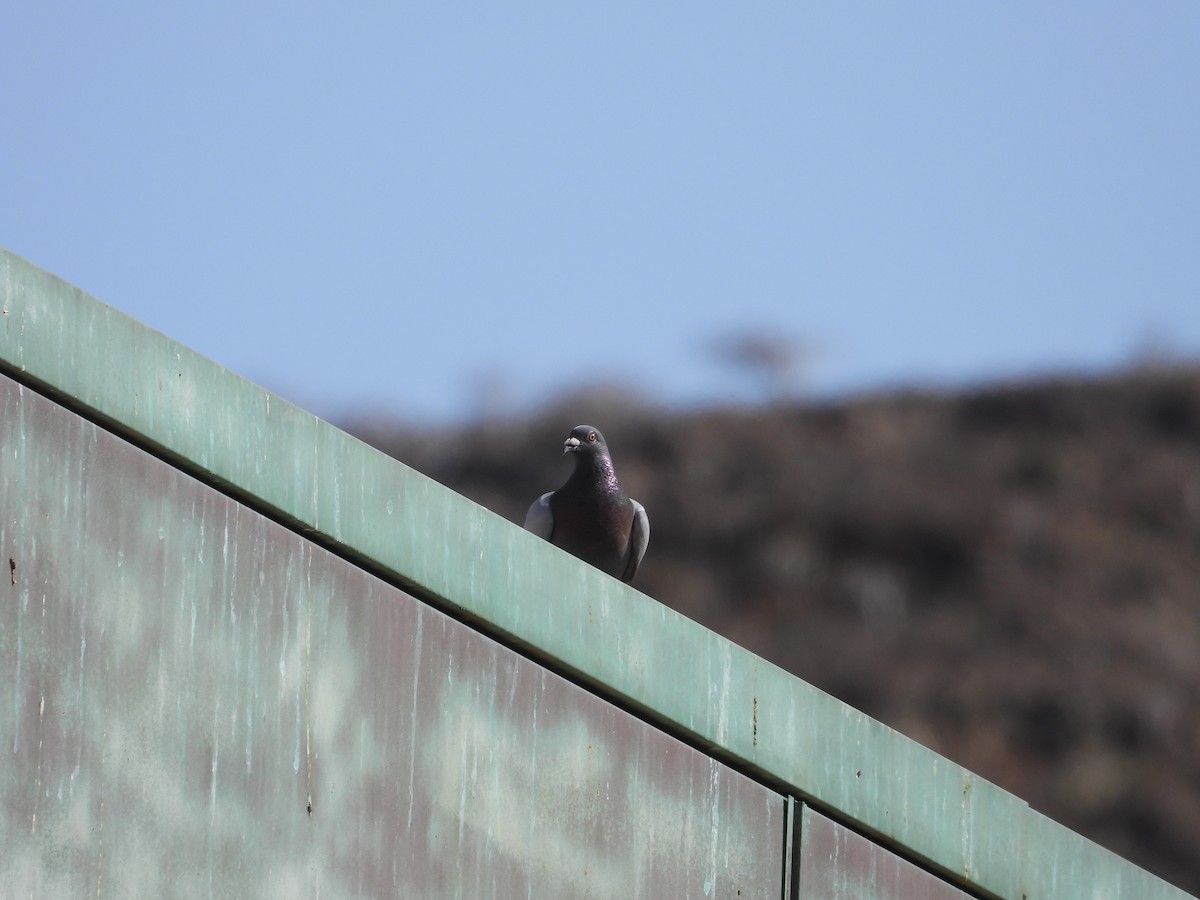 Pigeon biset (forme domestique) - ML638986161